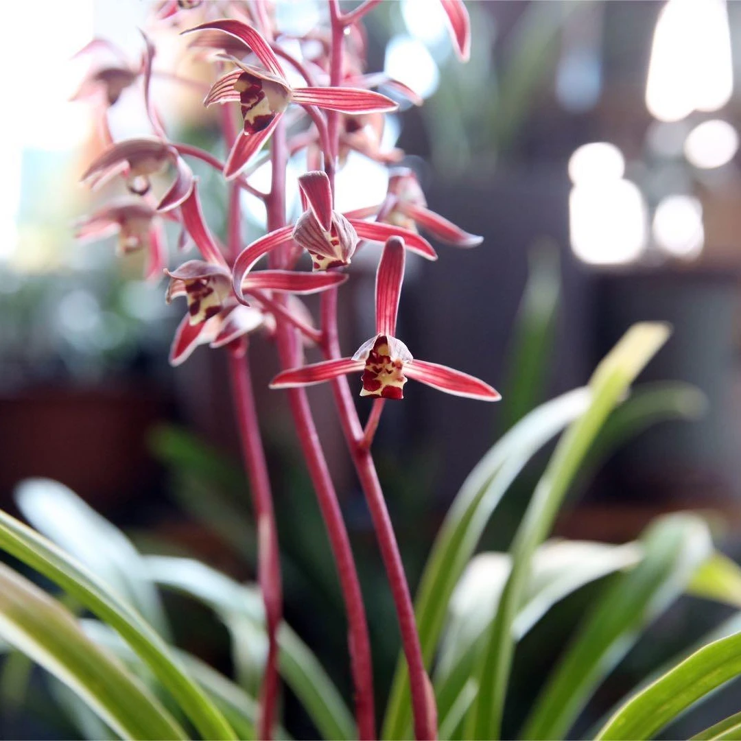 墨兰-中国红 报岁兰 浓香型 室内办公室花卉绿植好养易活盆栽兰花