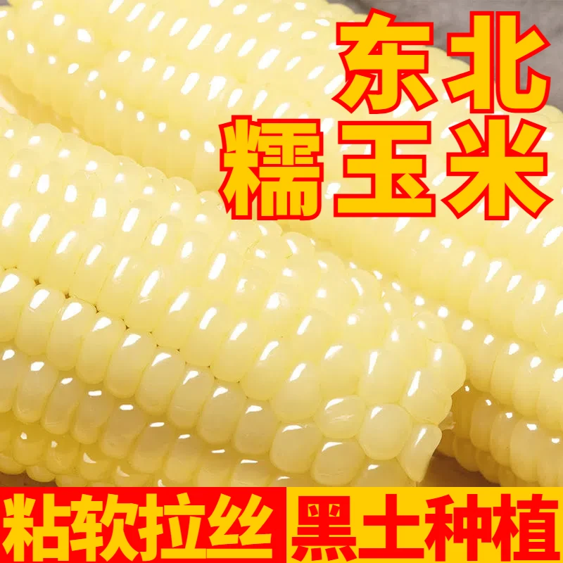 东北白糯粘玉米黑土地种植软糯260g起颗粒饱满真空