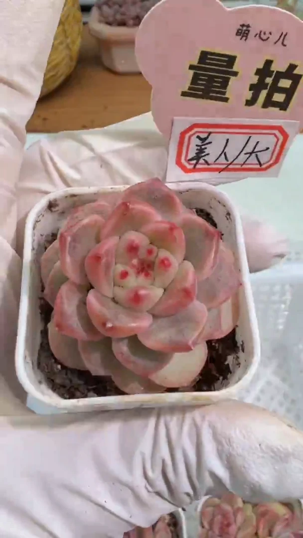 美人/大 四方一盆 单双混 量拍混发