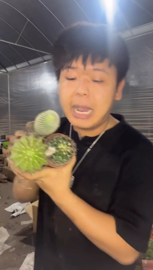 席克氏彩草+龙王+白刺 猩猩丸