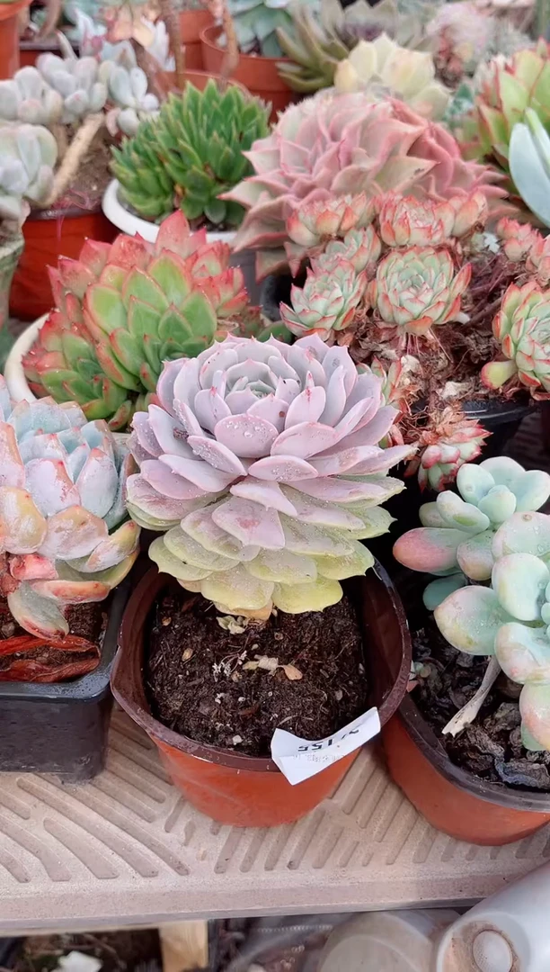老**表多肉植物一物一拍27155