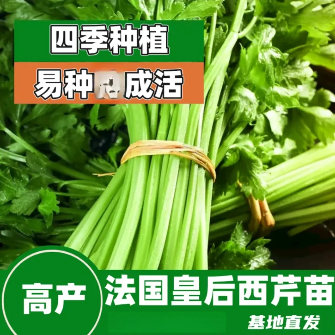 产地直发新鲜榨汁水果西芹脆嫩当季蔬菜