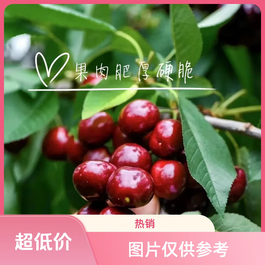 【拉宾斯2斤！】福利！山东烟台L拉宾斯大樱桃新鲜采摘应季水果新鲜水果拉宾斯樱桃