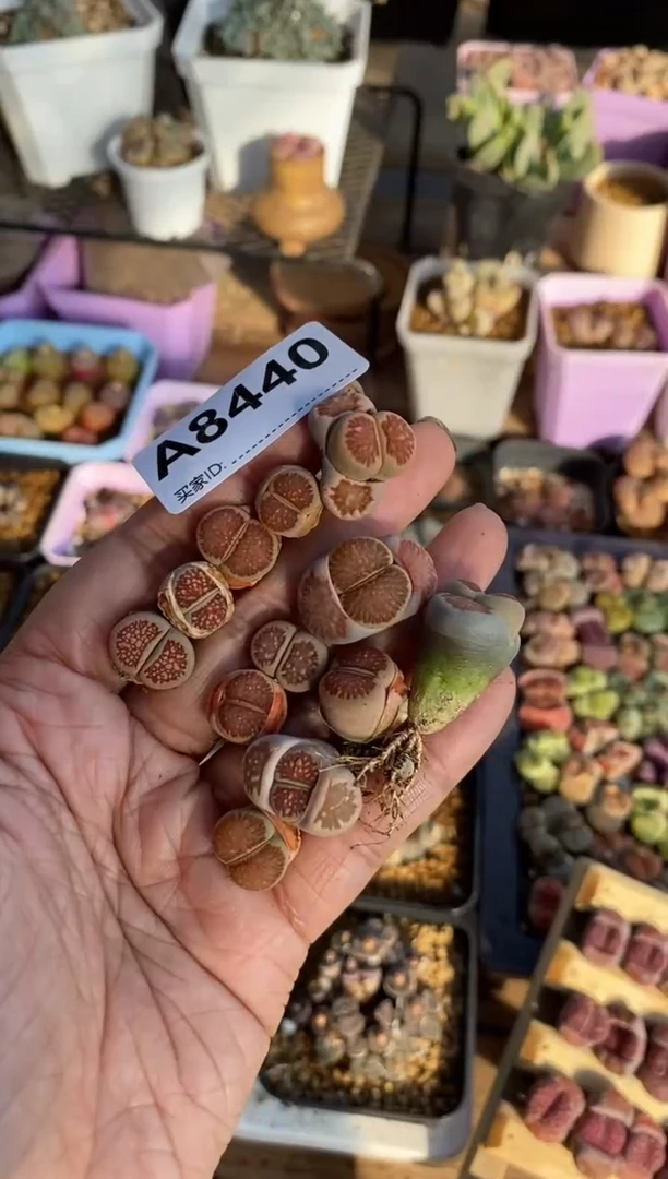 【闪购商品】8440直播一物一拍