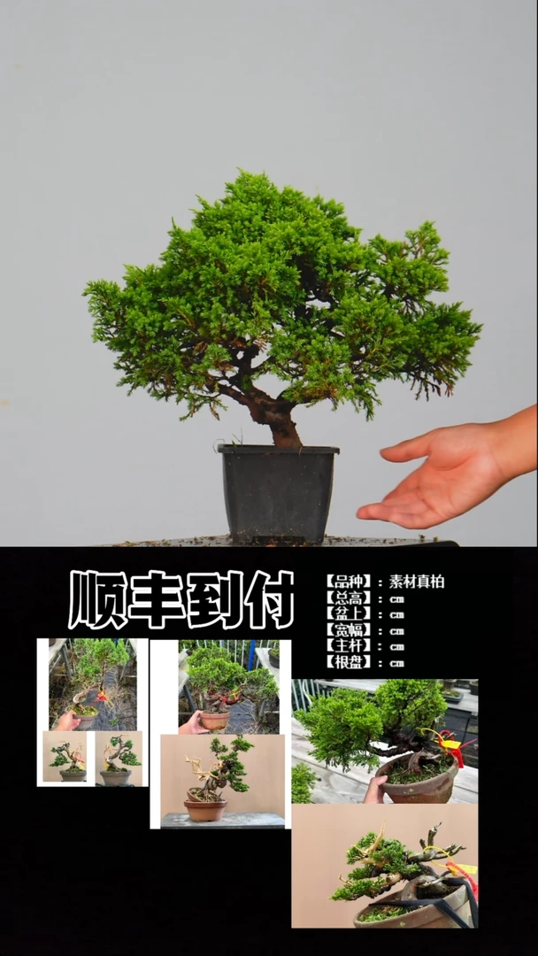 无花朵a073素材真柏bubaoyou