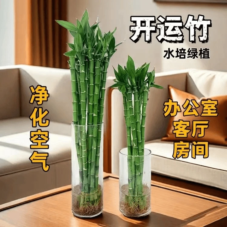 开运竹 直竹 富贵竹水培水养转运竹招财绿植盆栽净化空气带根易养