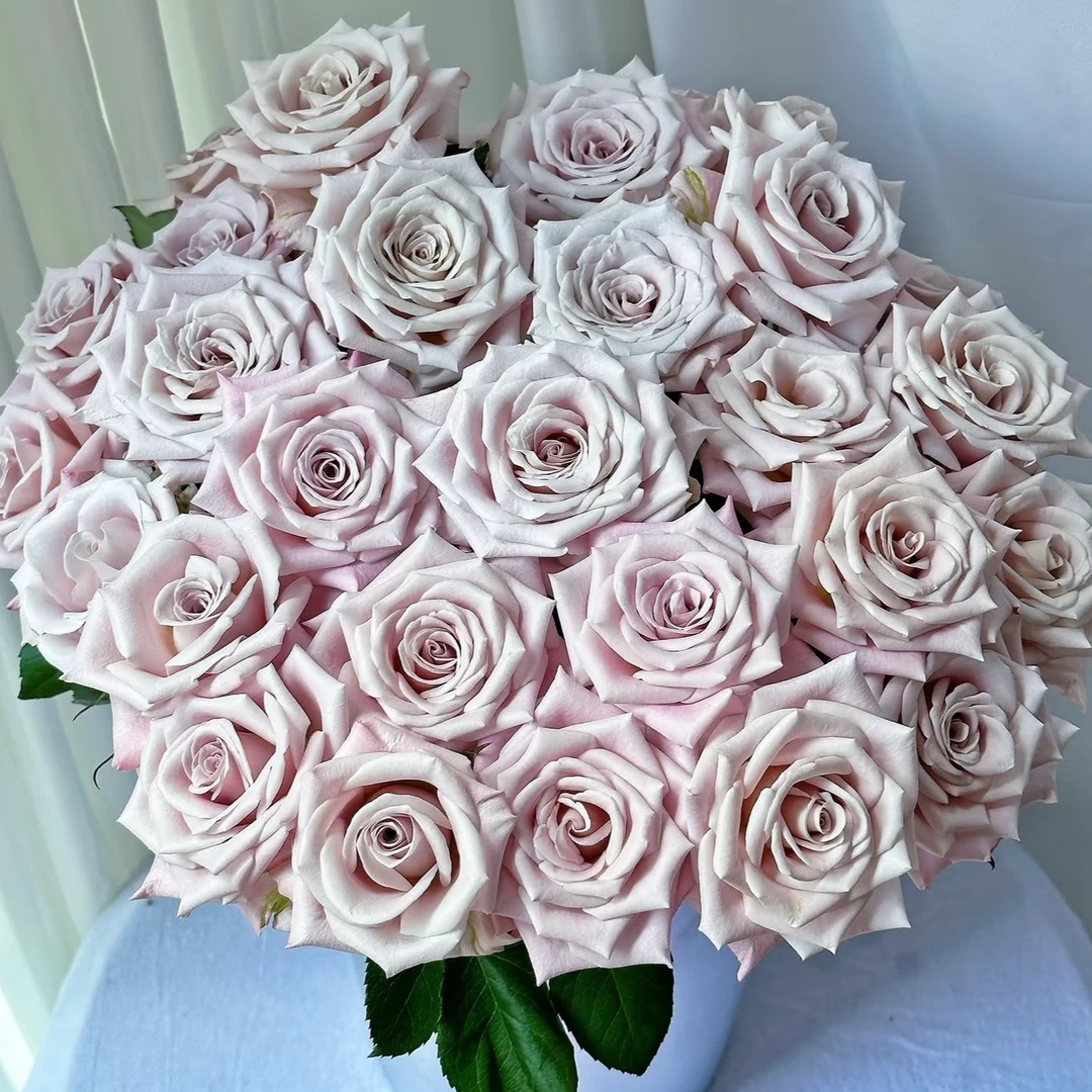 特惠曼塔玫瑰（乌梅子酱原色）20支昆明基地直发