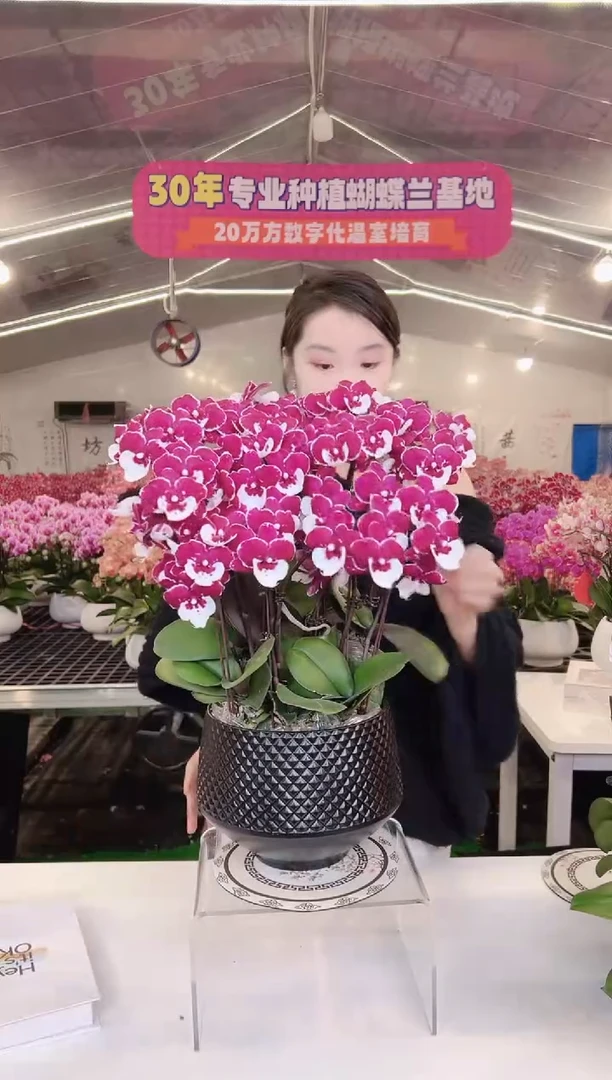 大部分开放少量花苞圣诞老人