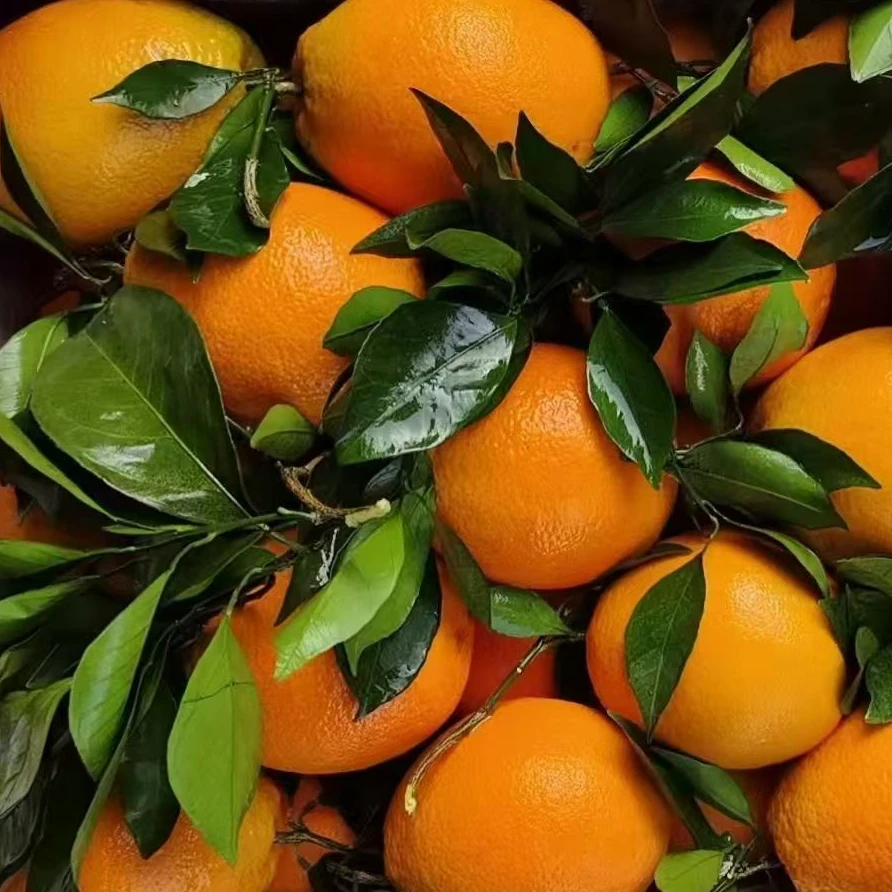 正宗广西蜂蜜橙纽荷尔脐橙新鲜采摘果园直发中通包邮福利款