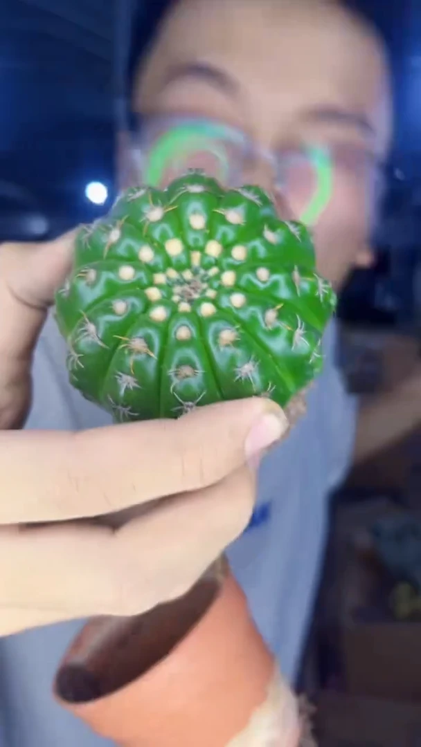 2颗 实生根 大单头 眩美玉 6-8cm