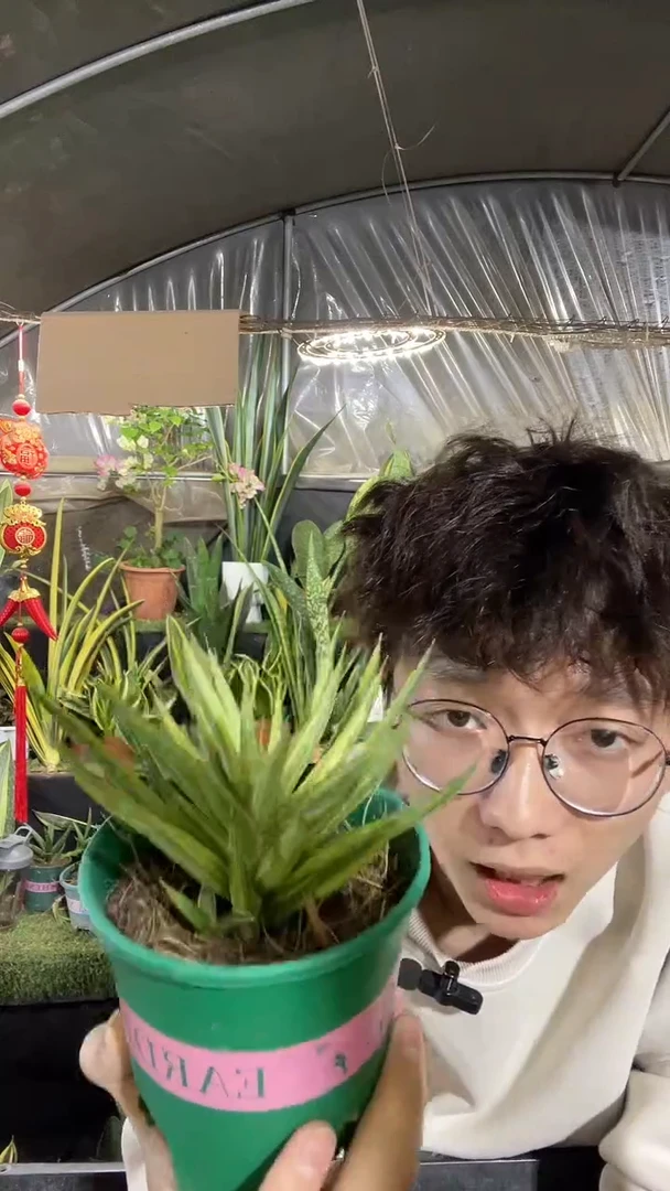 狐狸尾锦带盆土29.8