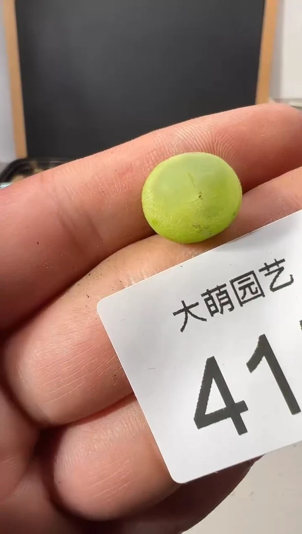 【闪购商品】++++415