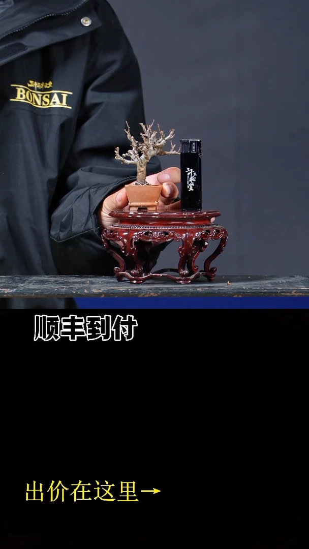 无花朵长寿梅bubaoyou