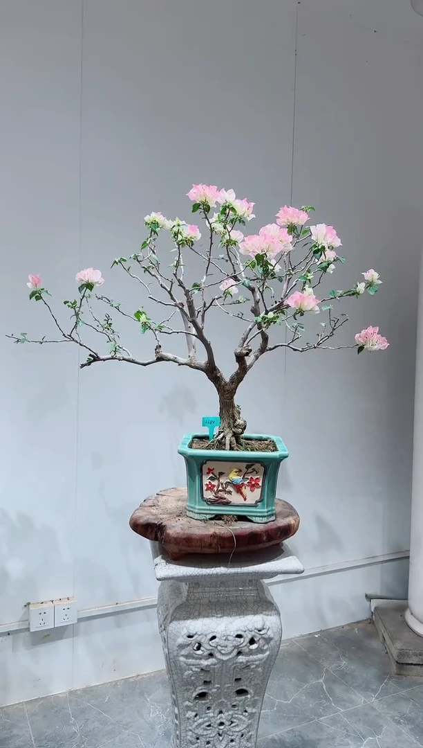 无花朵✨***✨三角梅绿樱
