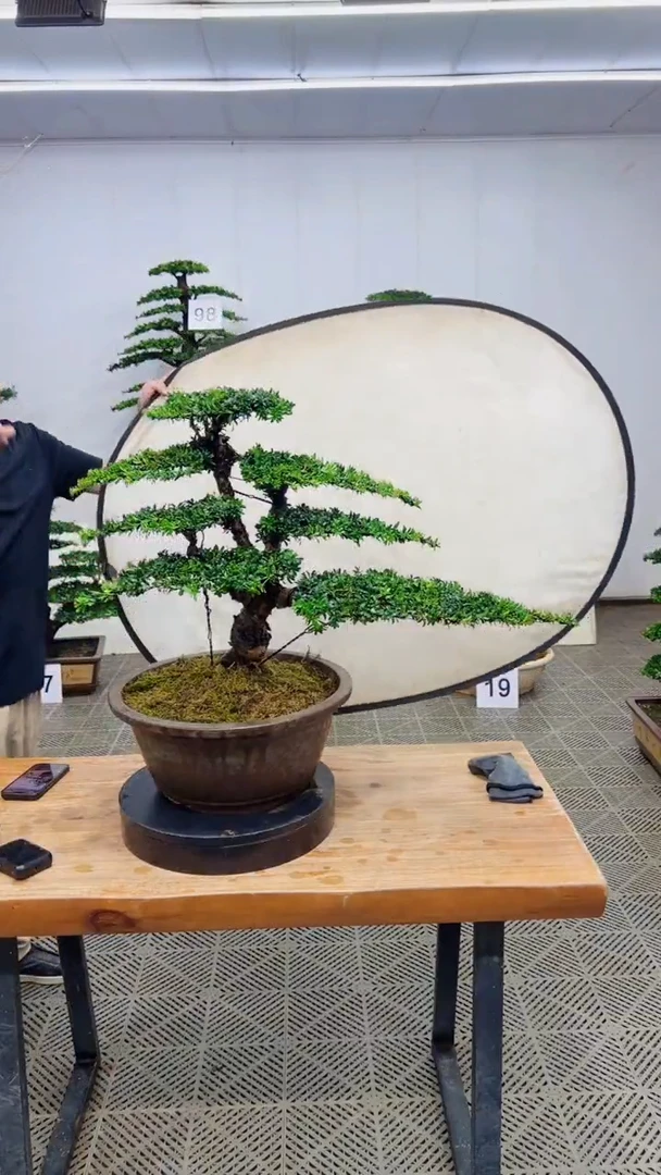 无花朵造型盆景一物一拍