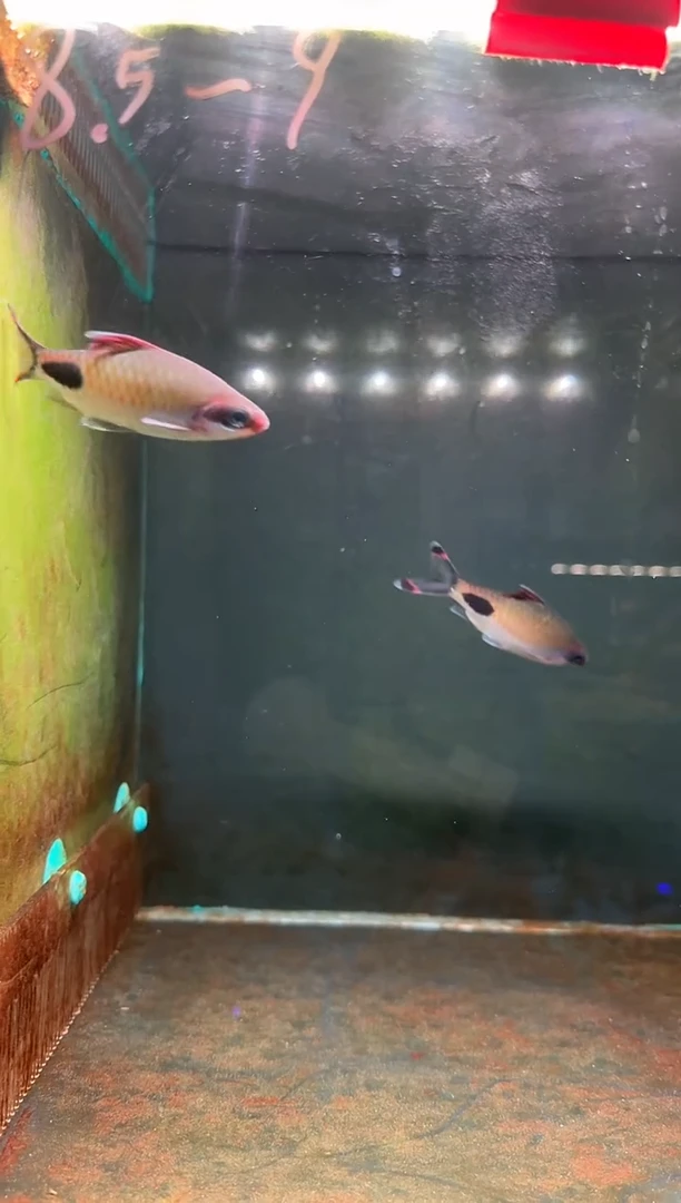 金鱼印度进口红线道金斯鲃2条