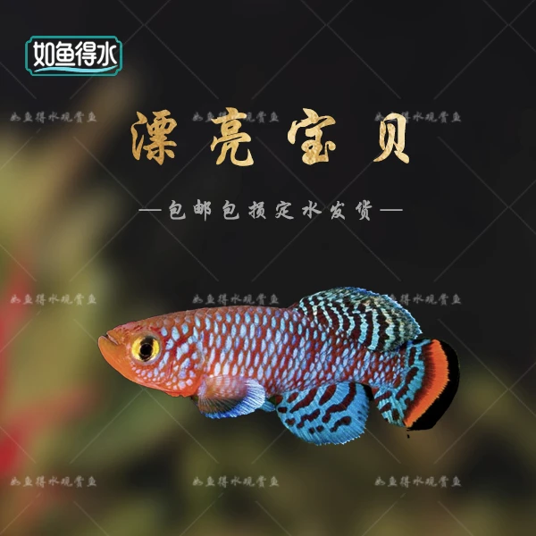 【如鱼得水】漂亮宝贝鲫鱼热带淡水好养耐活小型五彩活体观赏鱼
