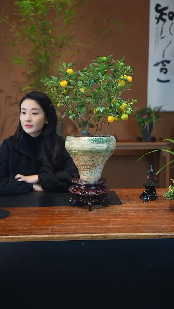 全部花朵小金橘盆景盆景