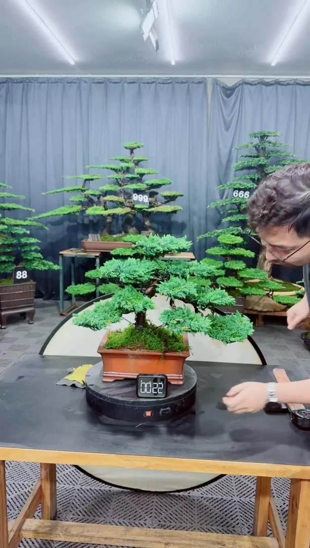 无花朵珍珠柏盆景....