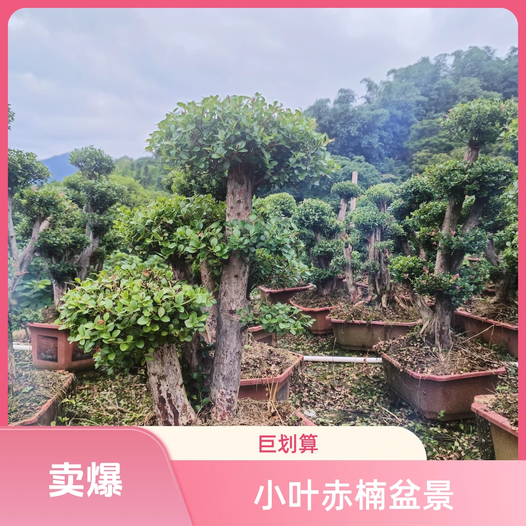 原生山采赤楠造型盆景耐寒耐热适合室内外庭院多种场景造景植物