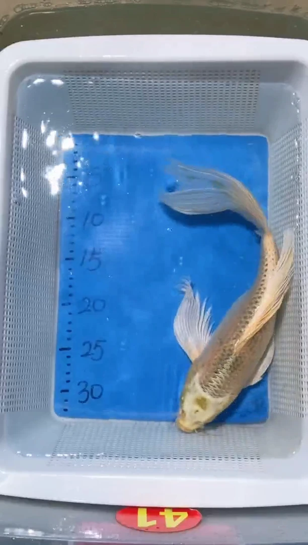 锦鲤锦鲤蝴蝶鲤鱼拍开箱视频包售后