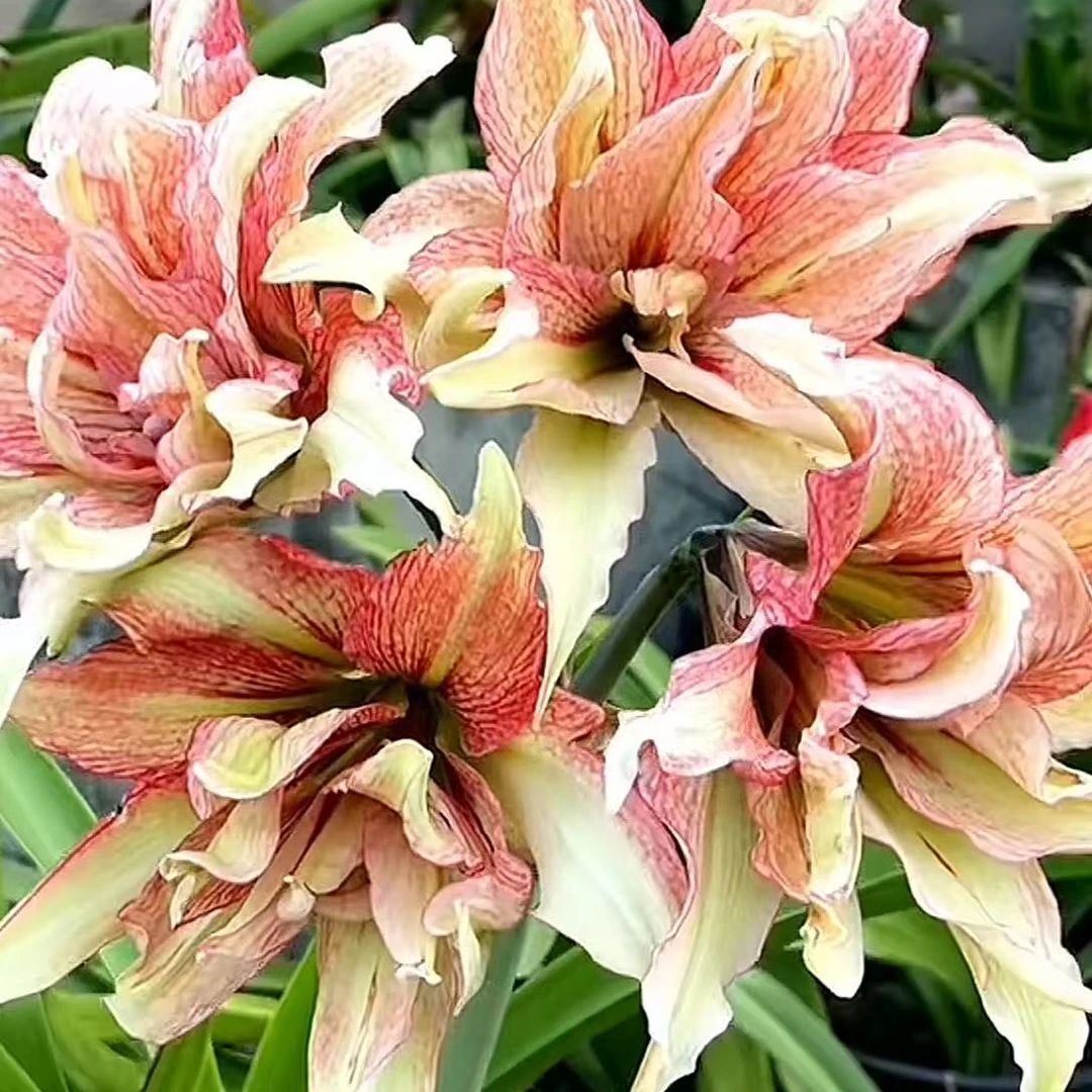 重瓣朱顶红 包对版 老款清仓炸 免费寄养