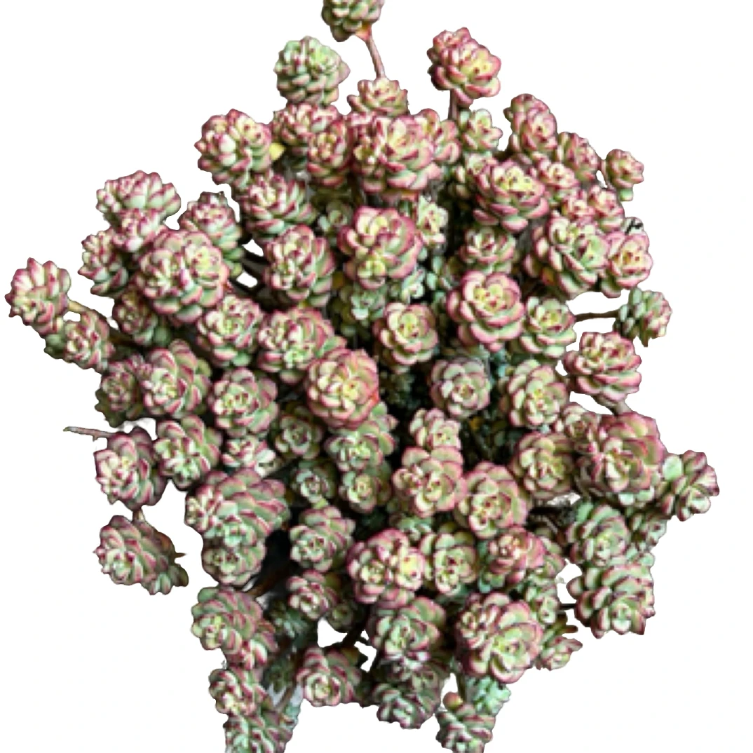 眼镜多肉（探戈带盆）不包整散老桩飘枝盆栽盆景多肉