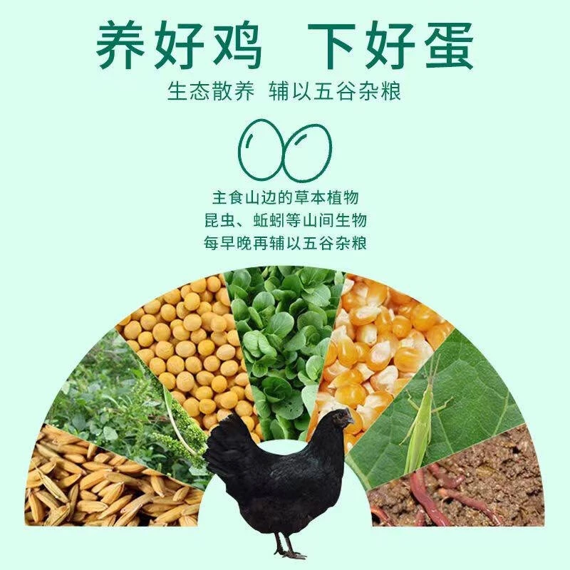 云南散养农村新鲜土鸡蛋现捡现发