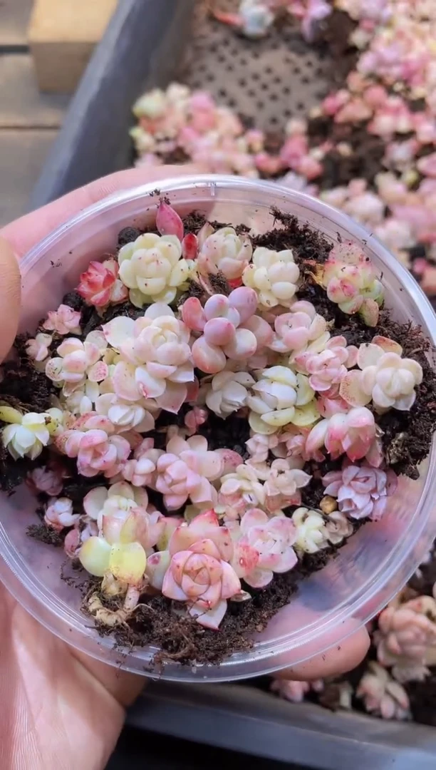 【闪购商品】044珍妮奶混量拍一盒