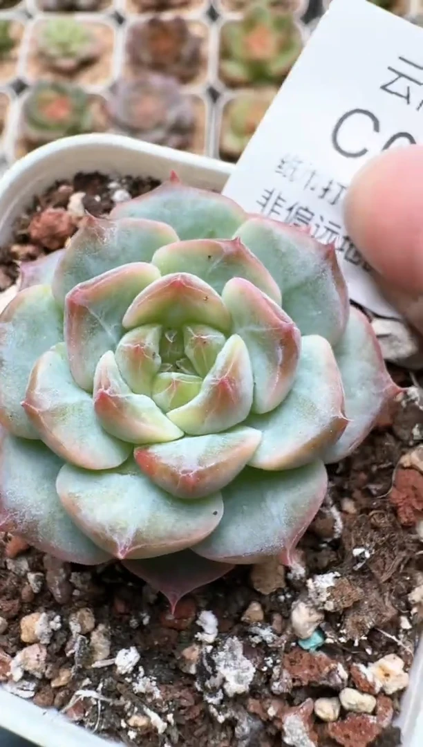 130C云禹多肉植物 带盆土纸巾打包 3颗包邮