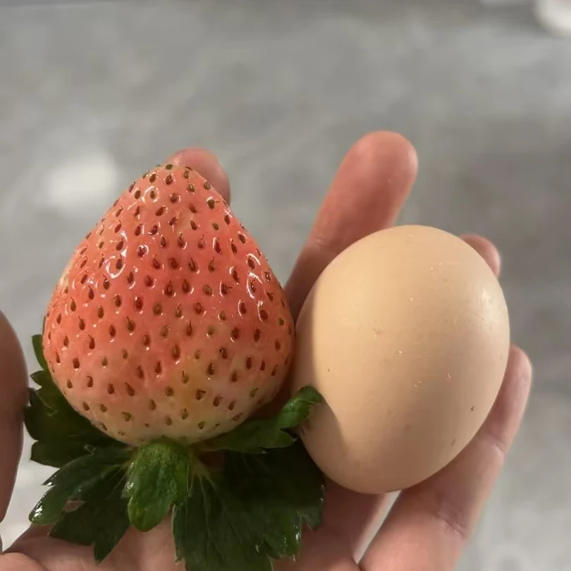 香溢四季草莓盆栽