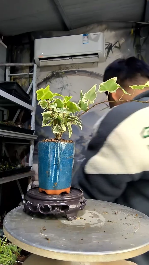 尘***忆中青园艺一物一拍花408
