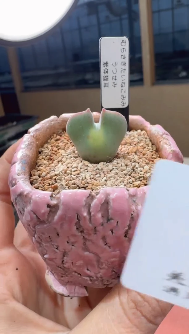 多肉植物肉锥23-129紫体猫耳