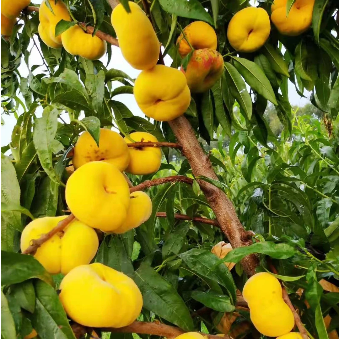 (邮政顺丰随机 ) 平谷原产地 黄金黄毛蟠桃 生吃脆甜软嫩爆汁