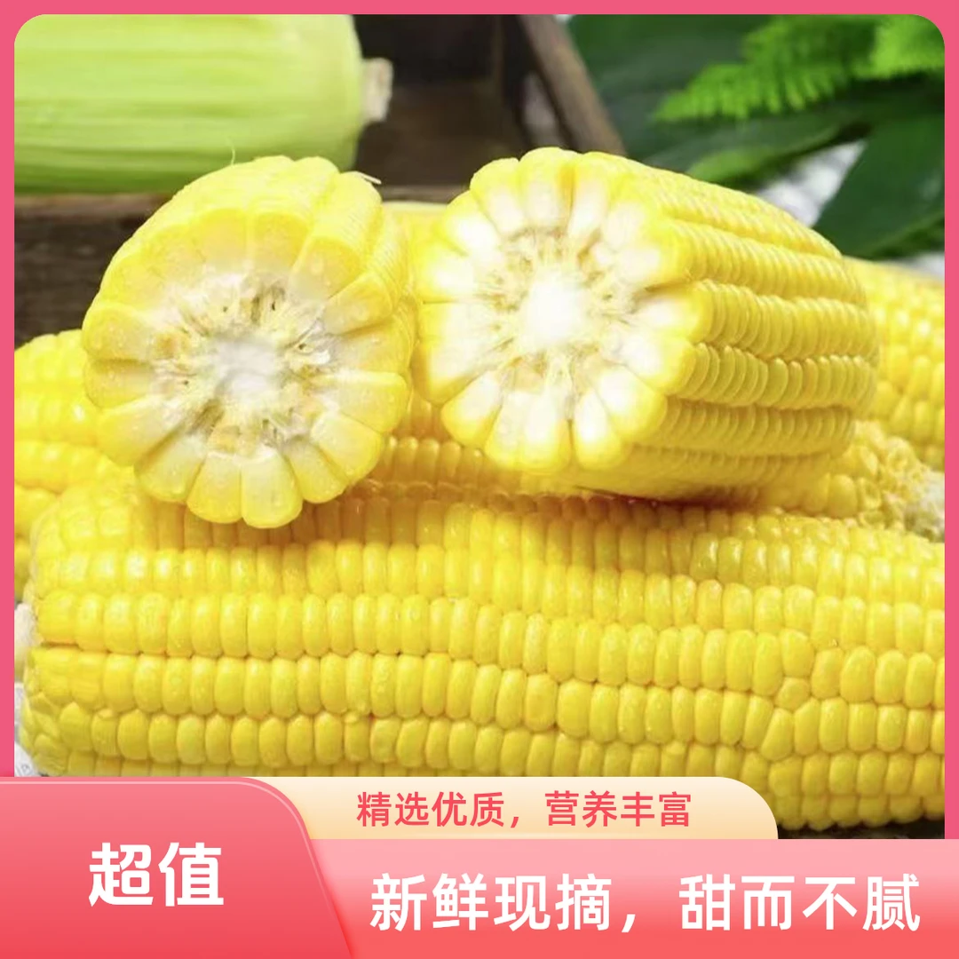 X【现摘】云南黄色新鲜水果玉米脆甜爆浆可生吃香甜多汁蔬菜包谷棒