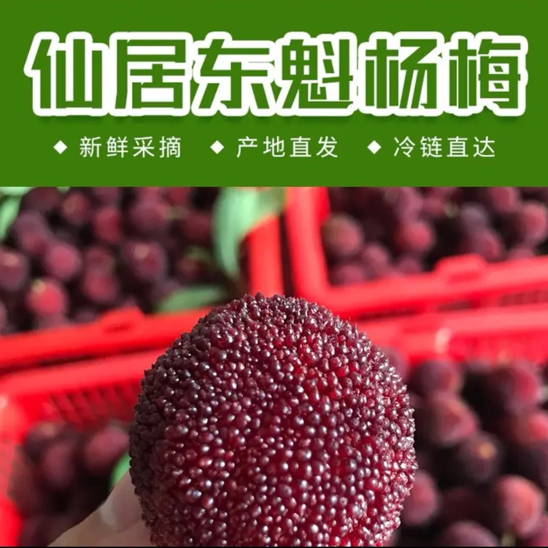 【浙江仙居东魁杨梅】新鲜采摘仙居东魁杨梅顺丰冷链
