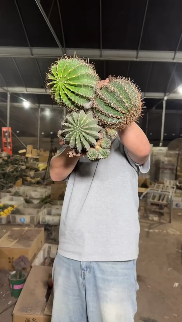 3颗 大金刚彩草 不指定带崽8-11cm