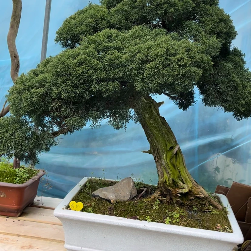 黄杨 白蜡 米东 榆树 火棘 枫树 等各种茶台小品庭院摆放盆景