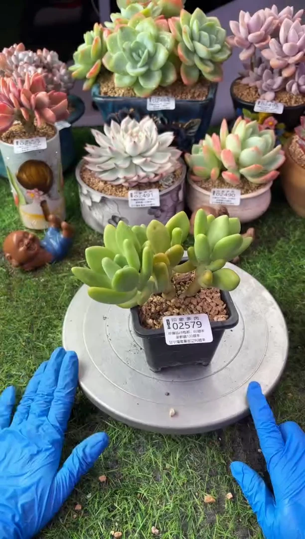 昆明印象多肉02579