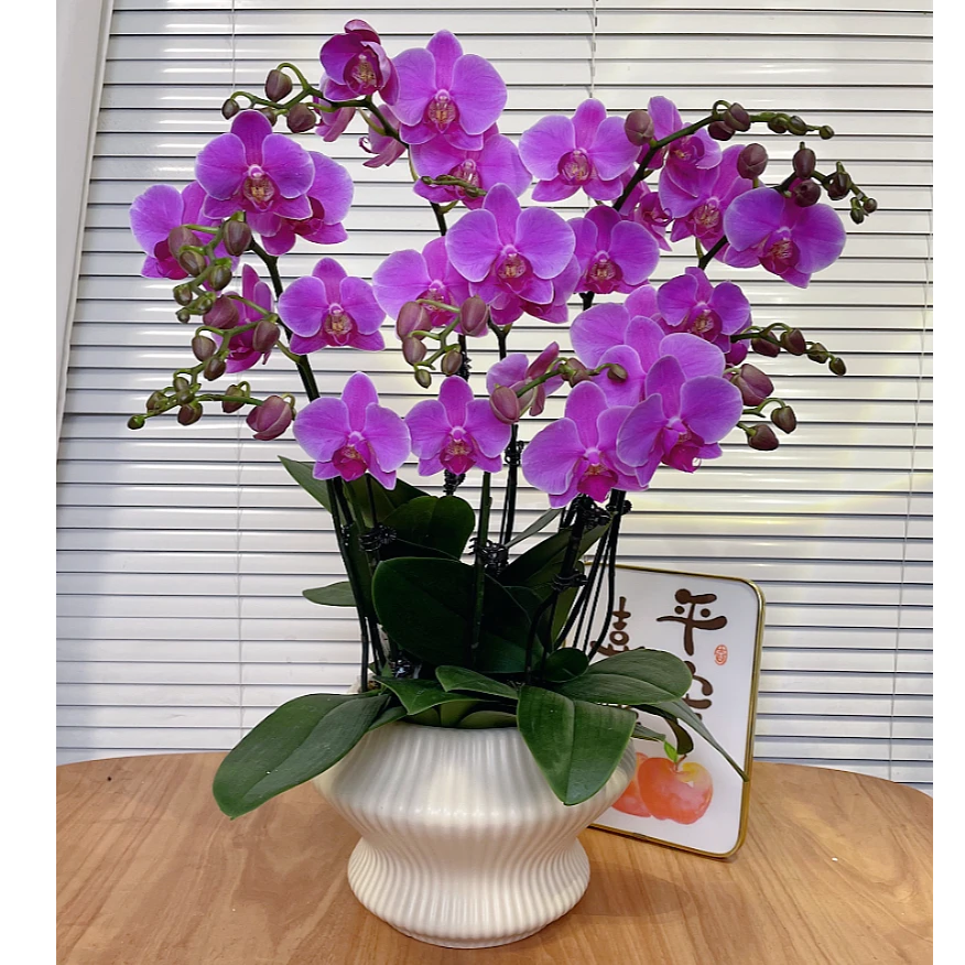 【粉蝶-蝴蝶兰】高端鲜花 送礼 家居摆件 易养花期长 基地直发