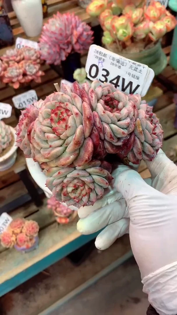 034W（一物一拍，精品多肉，w所见即所得 ）