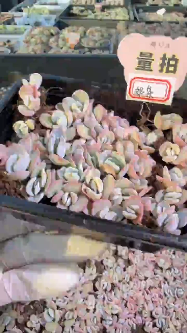 奶茶 切糕1盒 量拍混发