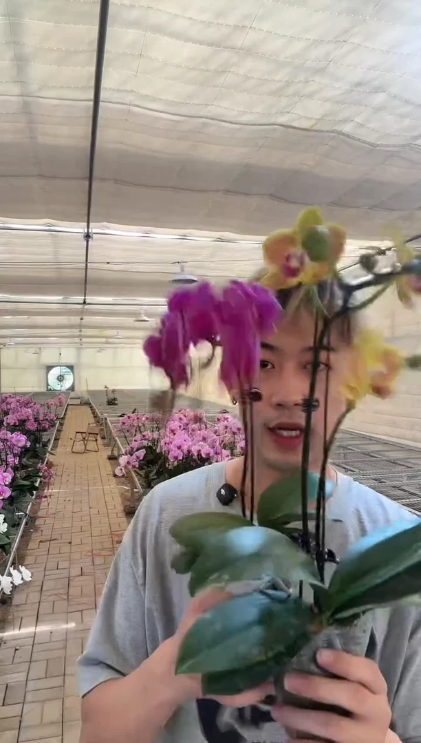 完全开放梅里达+好吉利