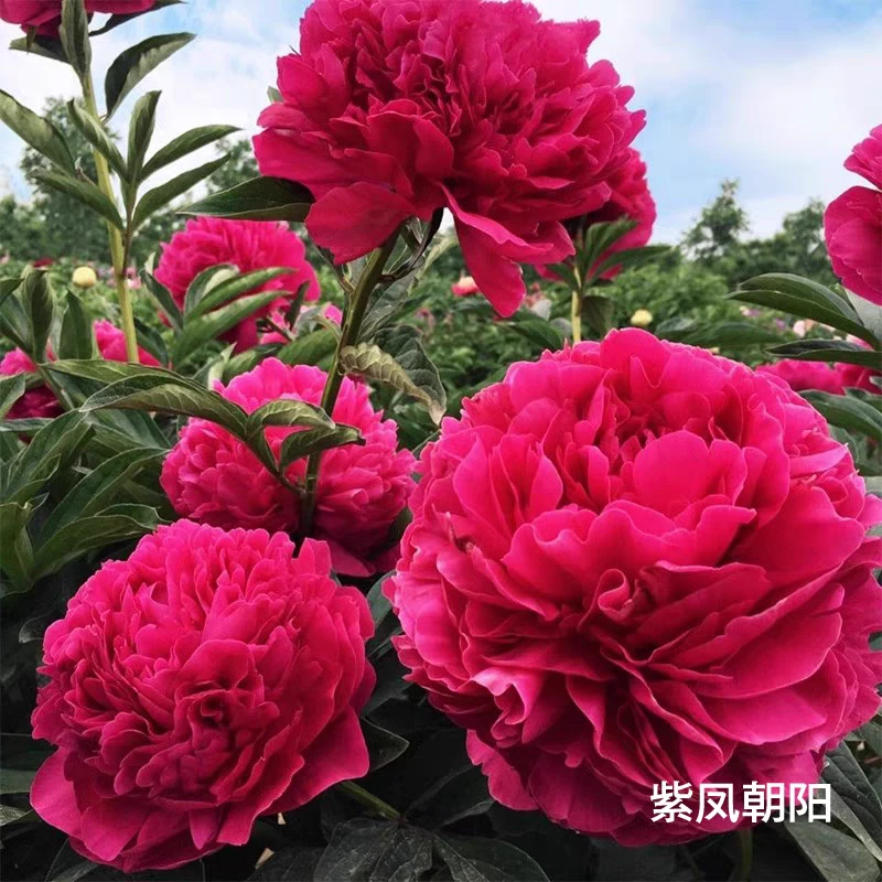【紫凤朝阳】国产重瓣芍药大苗盆栽客厅阳台庭院可种植原盆原土发货