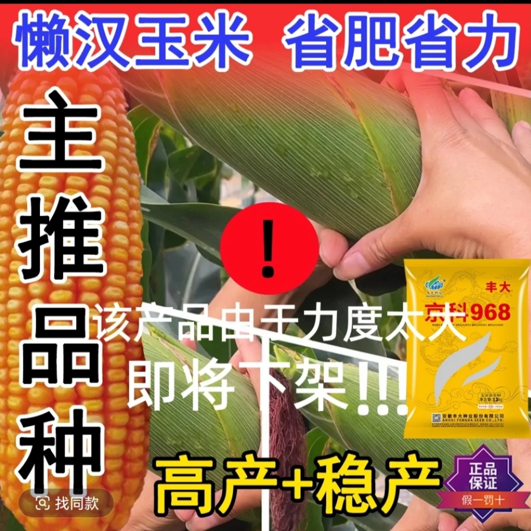 四国审丰大京科968 【耐高温一粒不少】抗旱能力强  真正抗病超高产