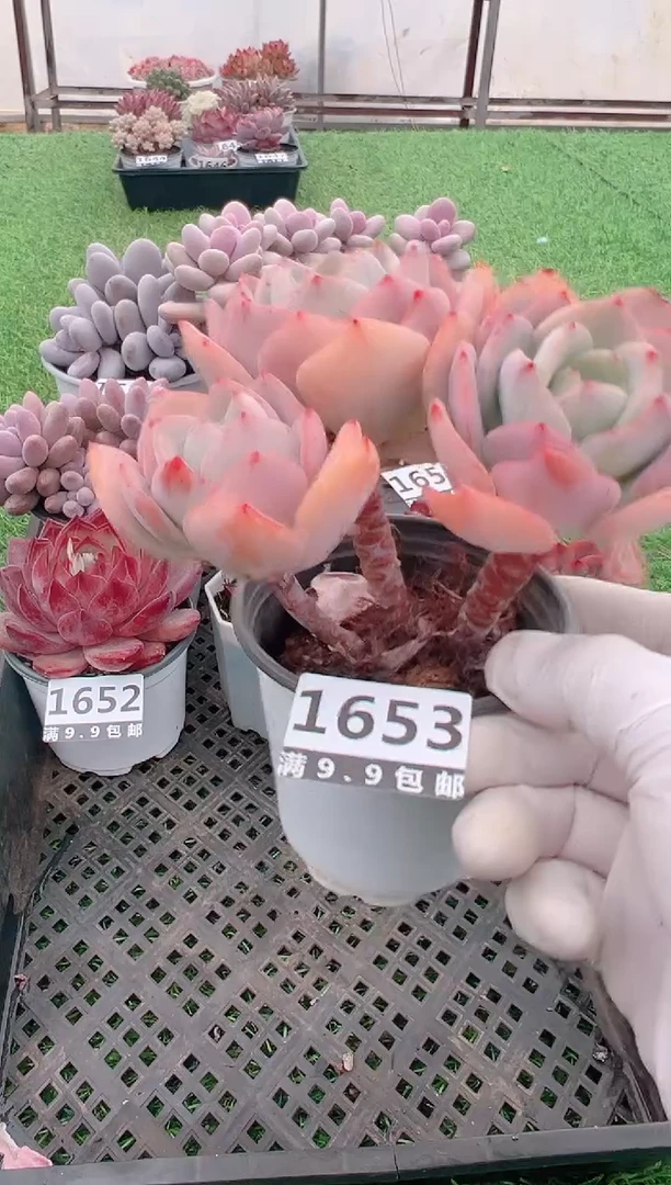 【闪购商品】信福多肉一物一拍