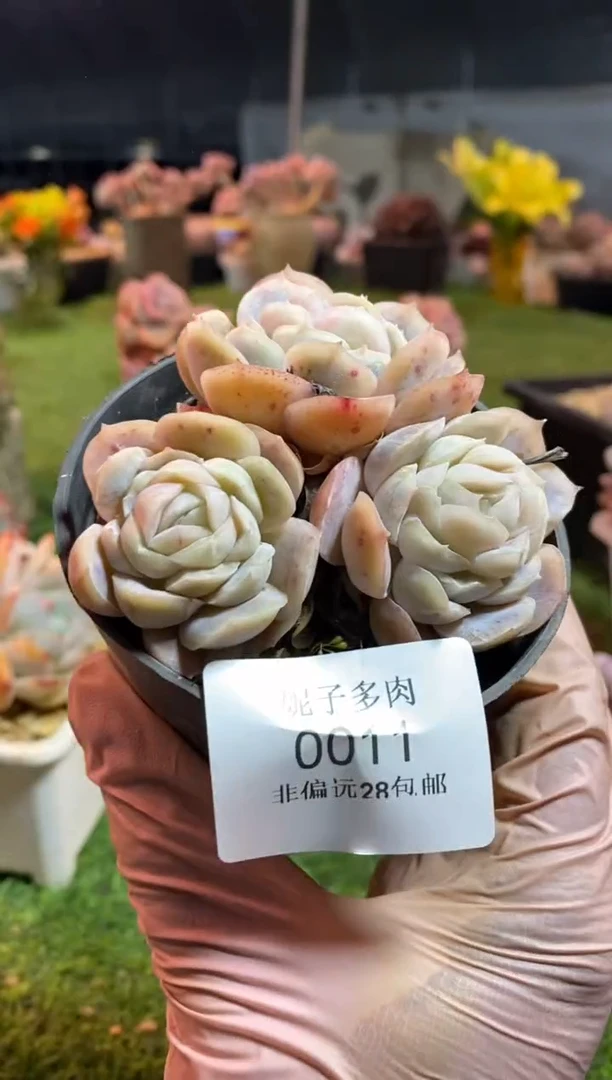 【闪购商品】0011a