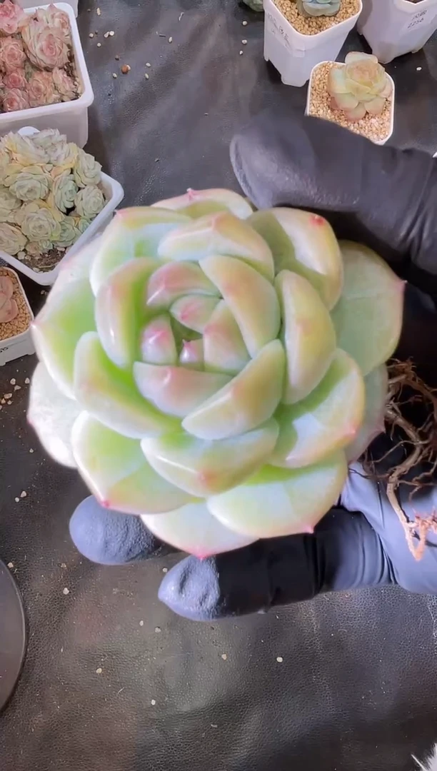 2712 糯翡3-5厘米 量拍发一颗