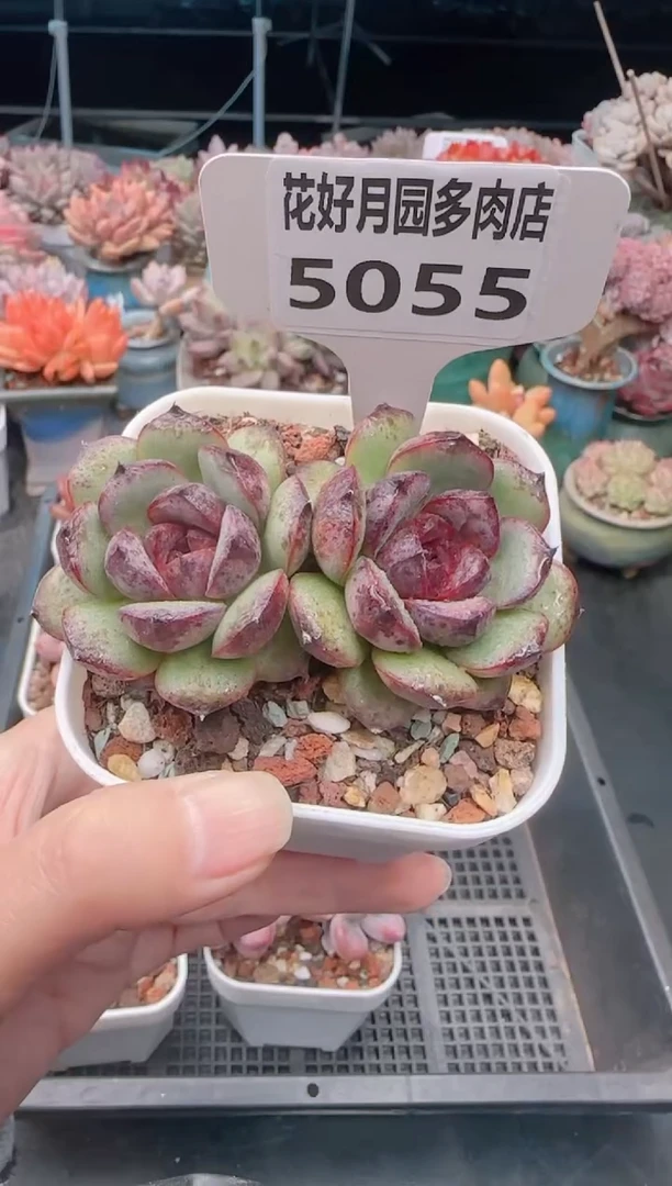 【闪购商品】5055黑水晶