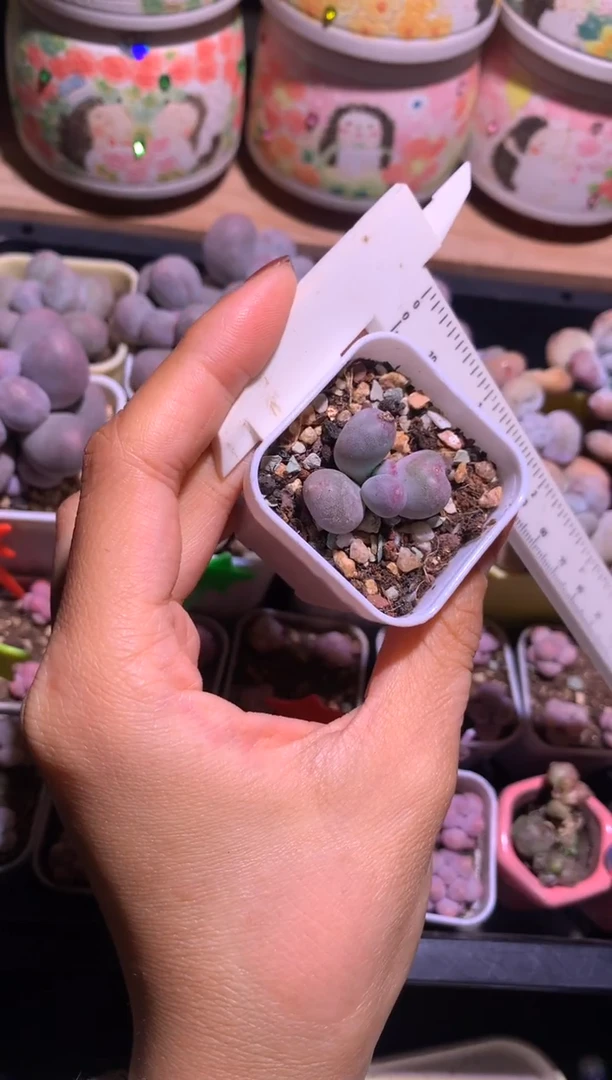 米可叶插苗，满28包邮不满发一个叶片到付